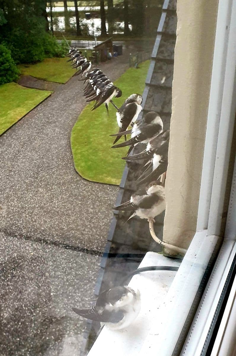 House martins 1.jpg
